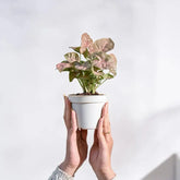 Person holding a small potted plant against a plain background